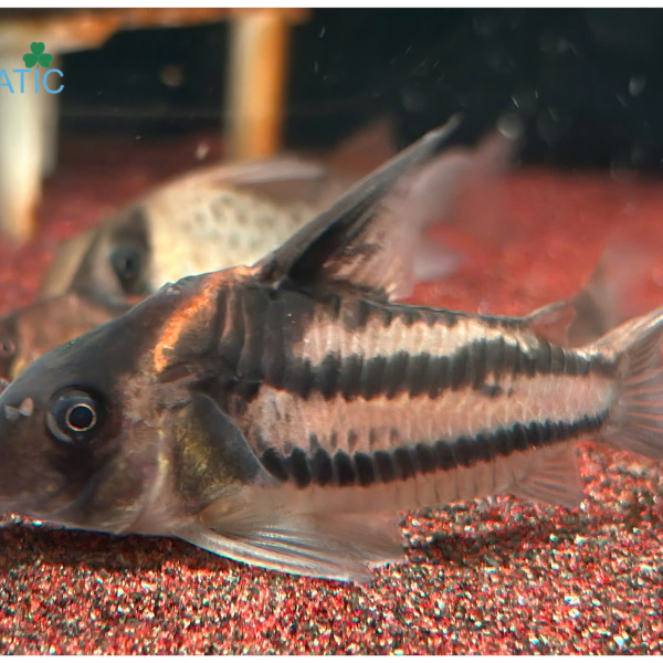 Cá Chuột CW127 - Corydoras CW127 Parallelus