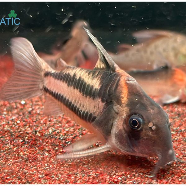 Cá Chuột CW127 - Corydoras CW127 Parallelus