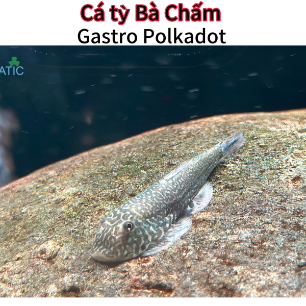 Cá Tỳ Bà Chấm - Gastro Polkadot