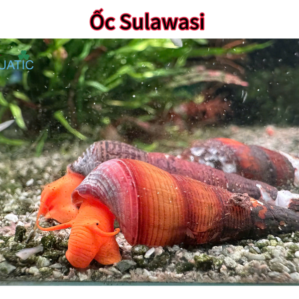 Ốc Sulawasi     