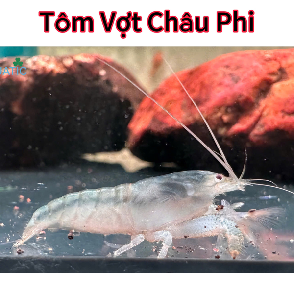 Tôm Vợt Châu Phi