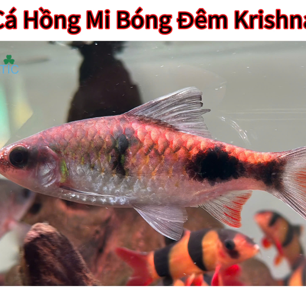 Cá Hồng Mi Bóng Đêm Krishna