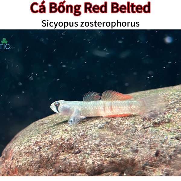Cá bống Red Belted 