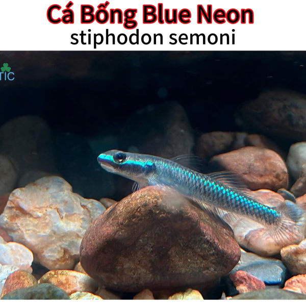 cá Bống Blue Neon