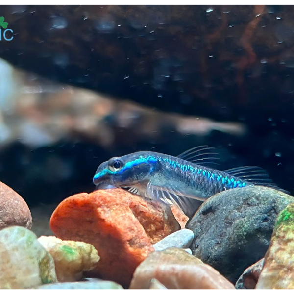 cá Bống Blue Neon