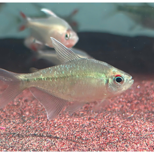 Cá Diamond Tetra ( Moenkhausia Pittieri )