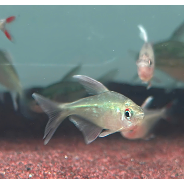 Cá Diamond Tetra ( Moenkhausia Pittieri )