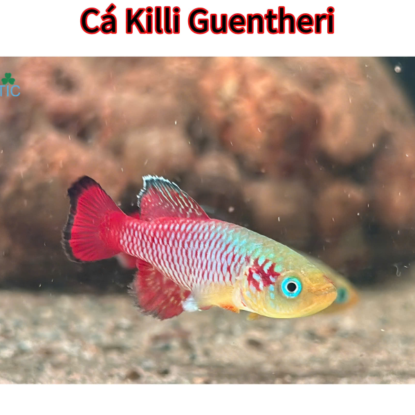 cá killi Guentheri