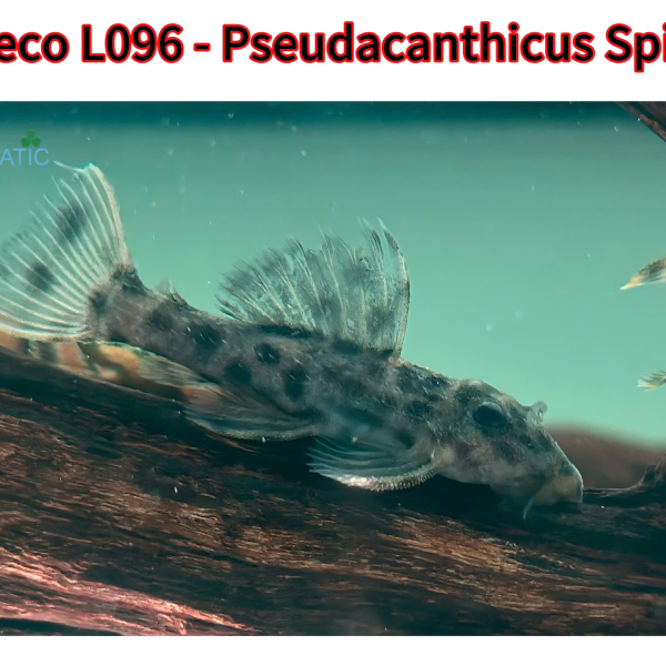 Cá Pleco L096 - Pseudacanthicus spinosus