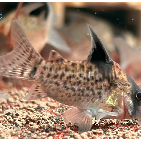 Cá Chuột Wotroi - Corydoras Wotroi