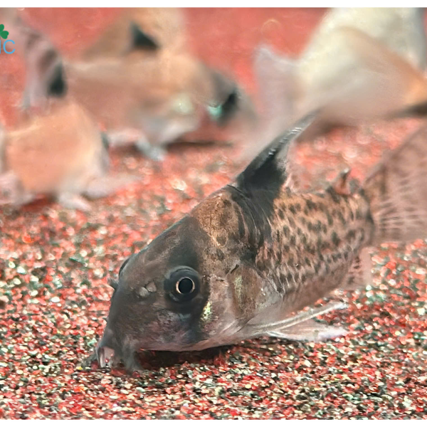 Cá Chuột Wotroi - Corydoras Wotroi