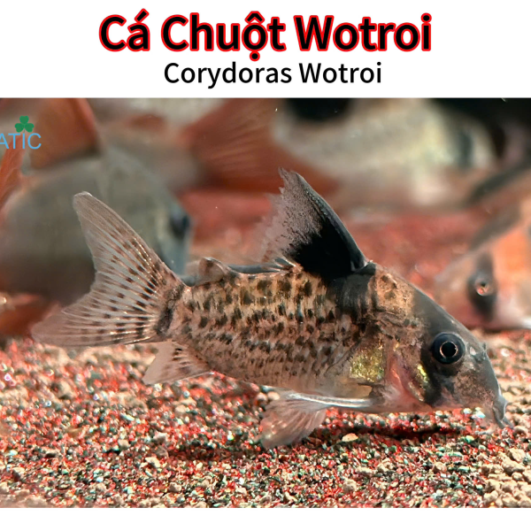 Cá Chuột Wotroi - Corydoras Wotroi