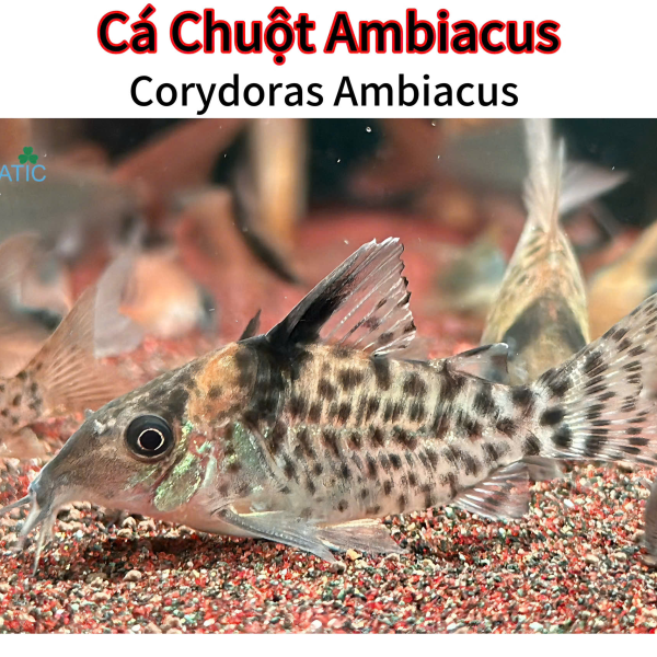 Cá Chuột Ambiacus - Corydoras Ambiacus