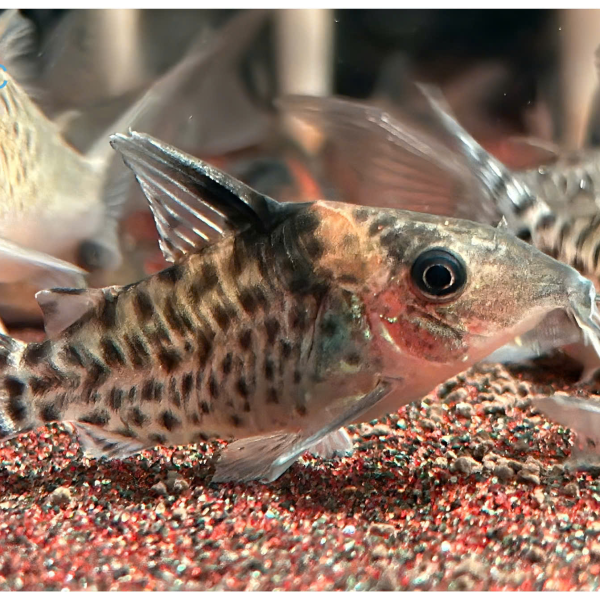 Cá Chuột Ambiacus - Corydoras Ambiacus