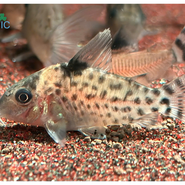 Cá Chuột Ambiacus - Corydoras Ambiacus
