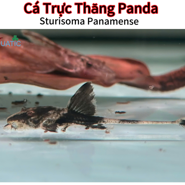 Cá Trực Thăng Panda