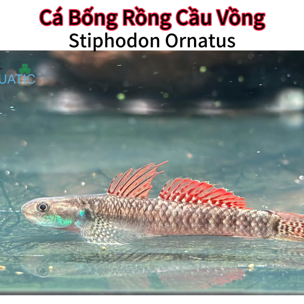 Cá bống rồng cầu vồng 