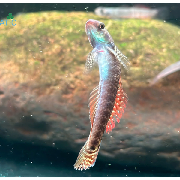 Cá bống rồng cầu vồng 