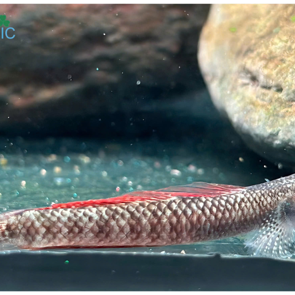 Cá bống rồng cầu vồng 