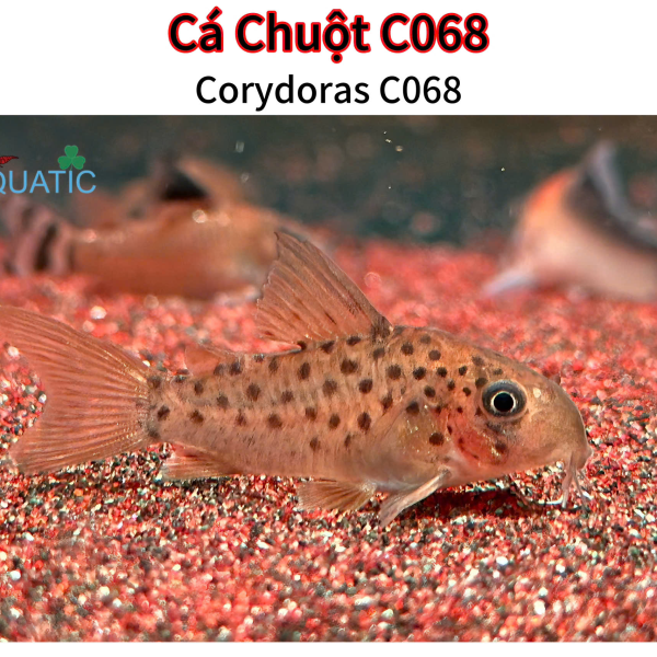 Cá Chuột C068 - Corydoras C068