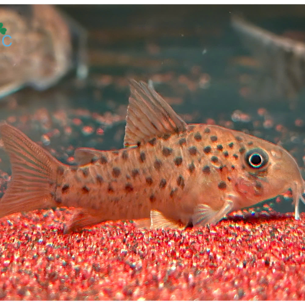 Cá Chuột C068 - Corydoras C068