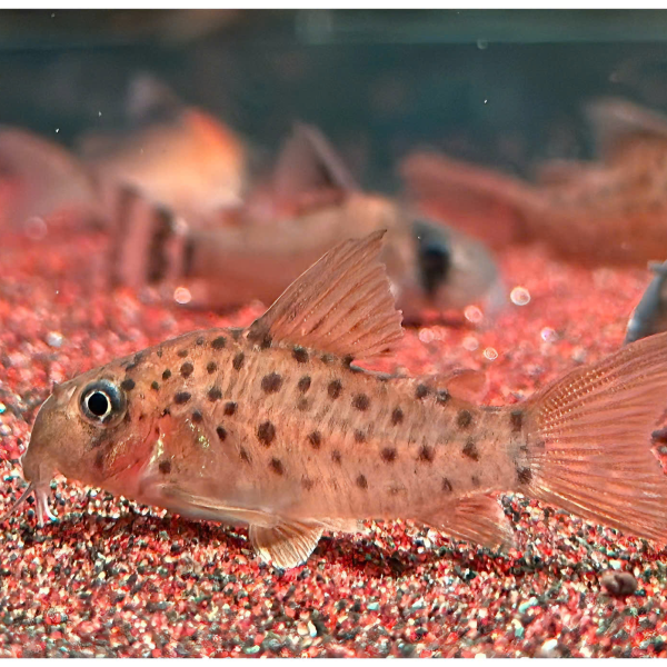 Cá Chuột C068 - Corydoras C068