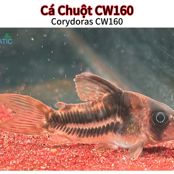 Cá Chuột CW160 - Corydoras CW160