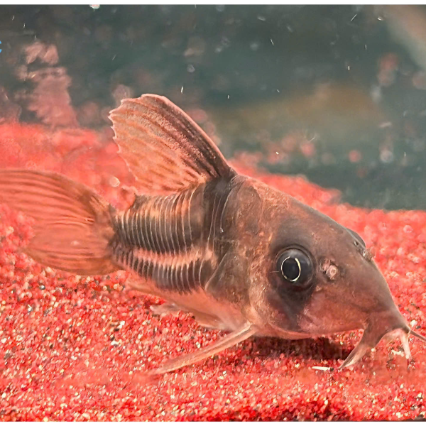 Cá Chuột CW160 - Corydoras CW160