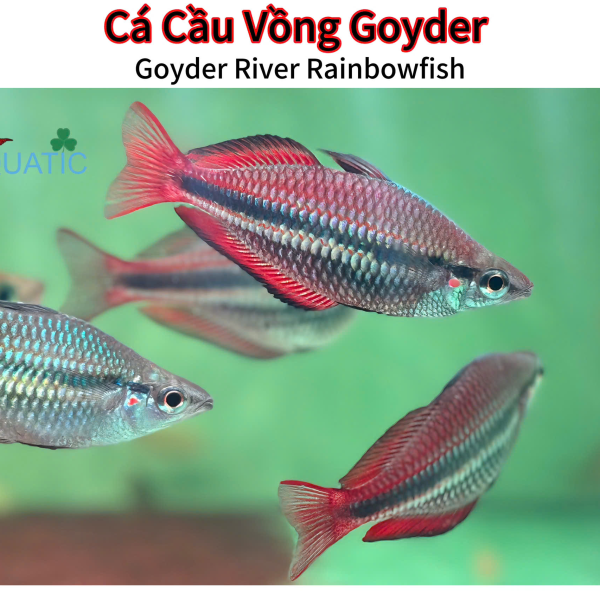 cá cầu vòng goyder
