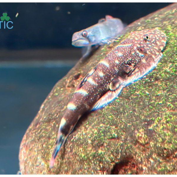Cá Tỳ Bà Vây Xanh - Gastromyzon sp Double 