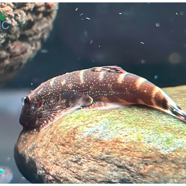 Cá Tỳ Bà Vây Xanh - Gastromyzon sp Double 