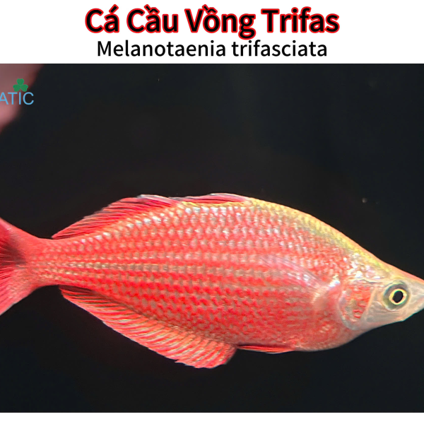 cá cầu vồng trifas -  Melanotaenia trifas