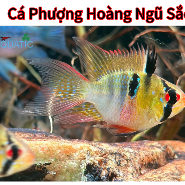 cá phượng hoàng ngũ sắc