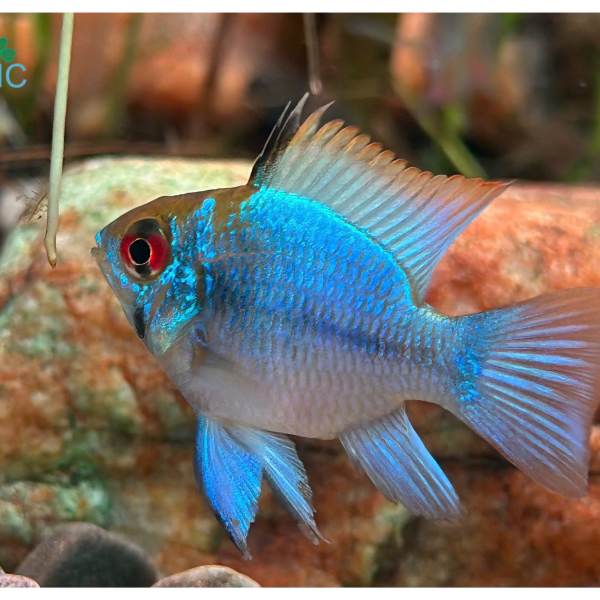 cá phượng hoàng ngũ sắc