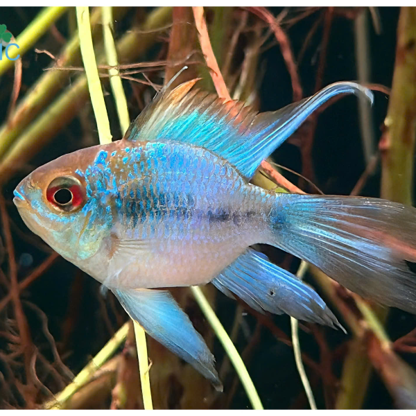 cá phượng hoàng lam