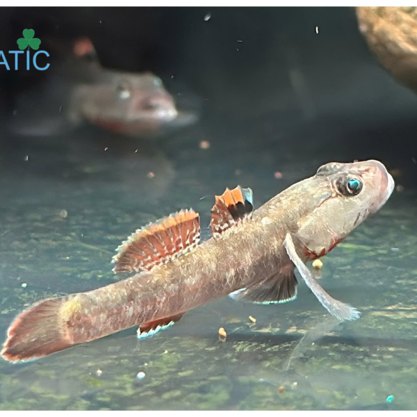 Cá bống tê giác 