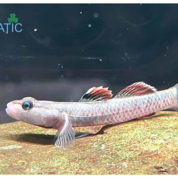 Cá bống tê giác 