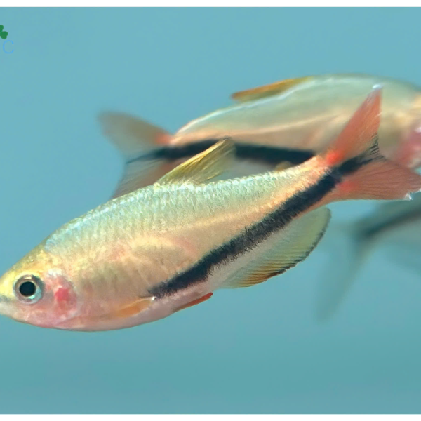 Cá Black Arrow Tetra