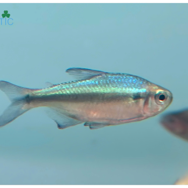 Cá Lapis Devil Tetra