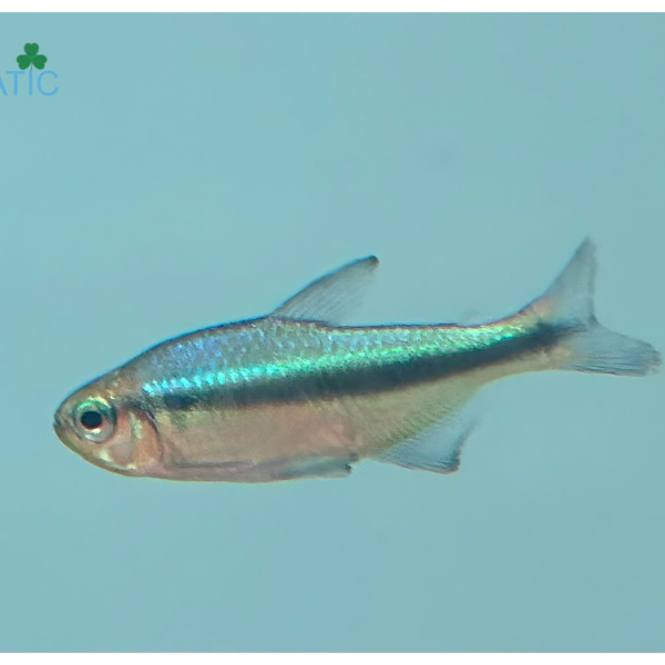 Cá Lapis Devil Tetra
