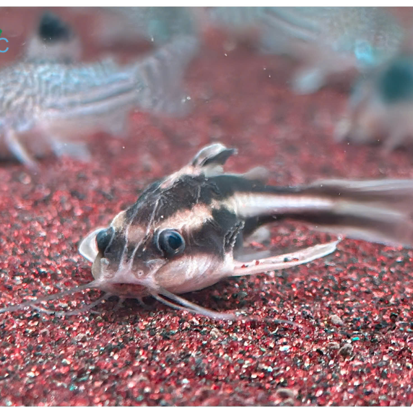 Cá Mèo Sọc Dưa - Platydoras Armatulus 