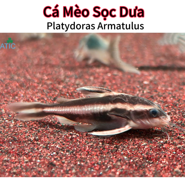 Cá Mèo Sọc Dưa - Platydoras Armatulus 