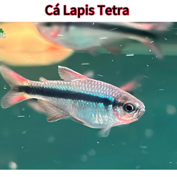 Cá Lapis Tetra