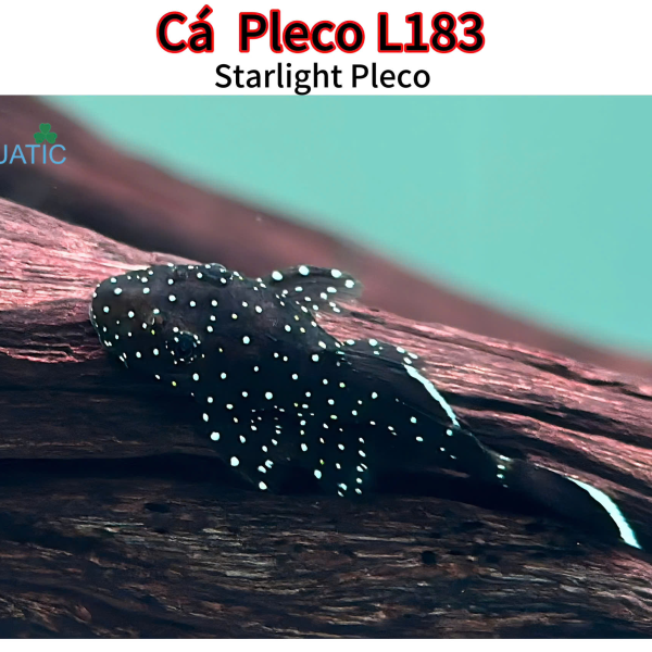 cá pleco l183