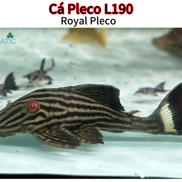 Cá Pleco L190 - Royal Pleco