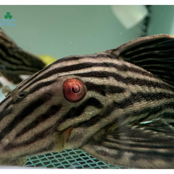 Cá Pleco L190 - Royal Pleco