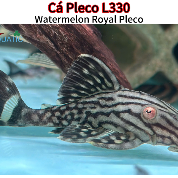 Cá Pleco L330 - Watermelon Royal Pleco
