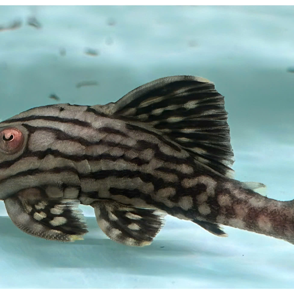 Cá Pleco L330 - Watermelon Royal Pleco