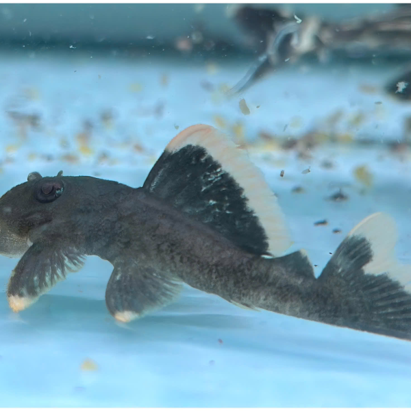 Cá Pleco L47 - Mango Pleco