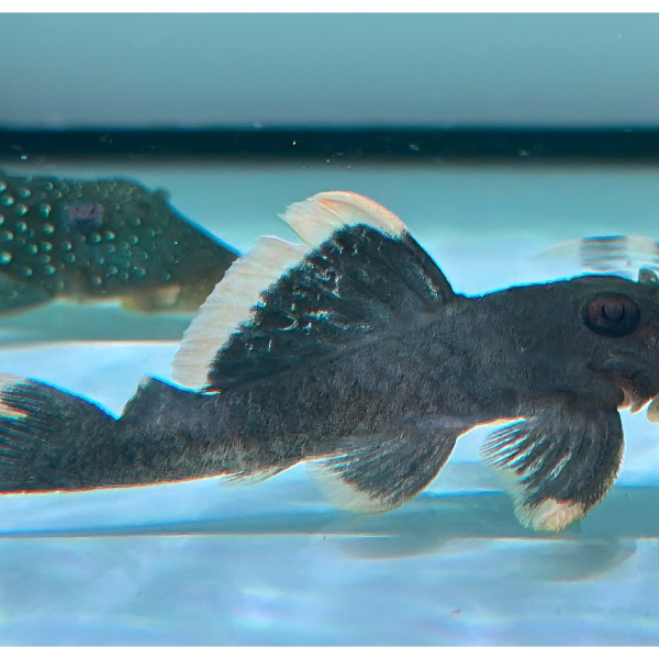 Cá Pleco L47 - Mango Pleco